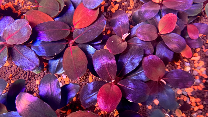 Bucep Huyền vũ (Helena 2013)