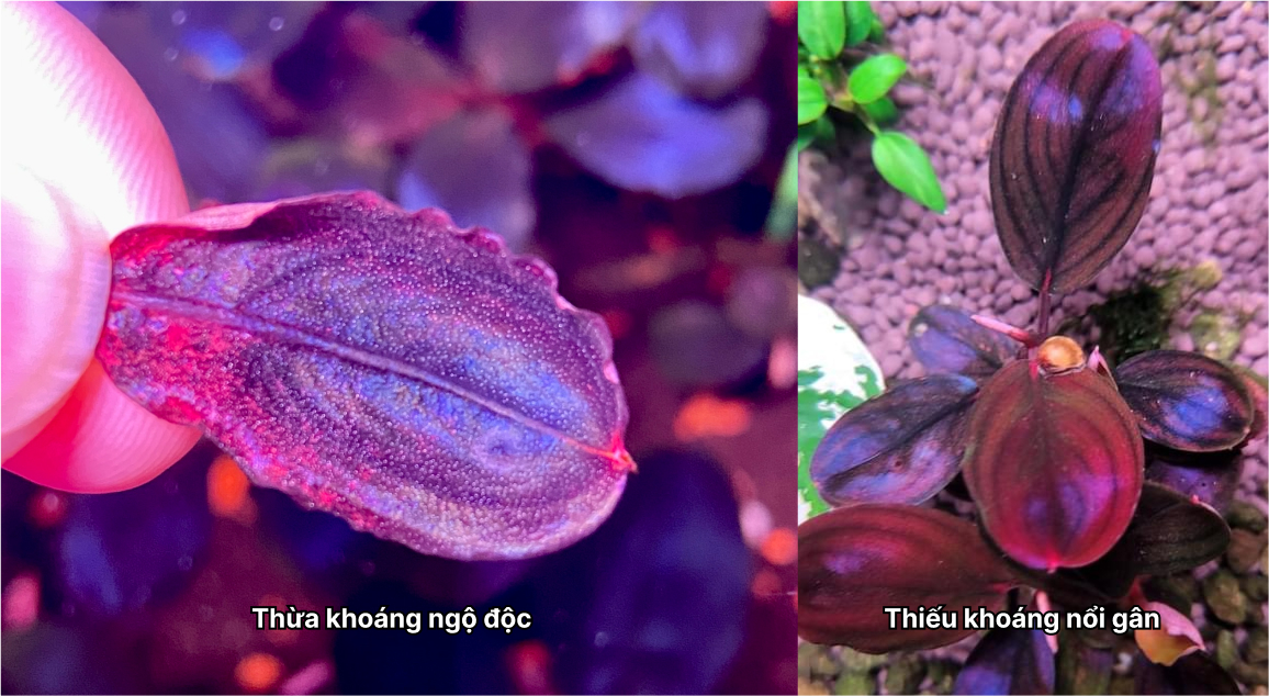 Cây thủy sinh bị thiếu và thừa khoáng